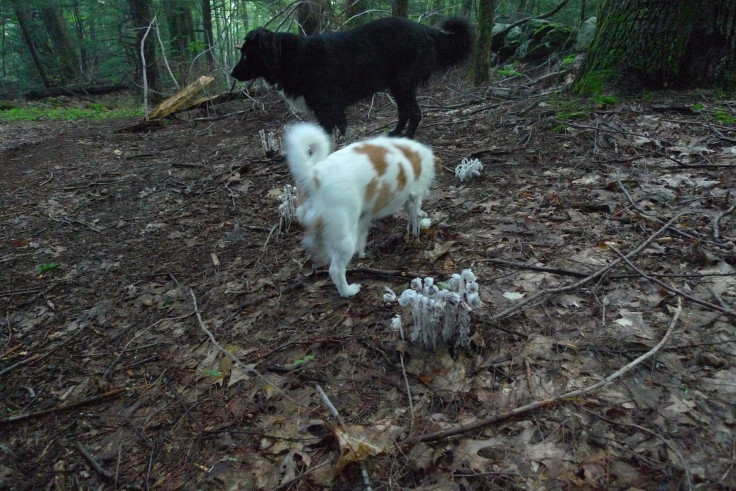 Fungus Attacking Dogs In Chicago