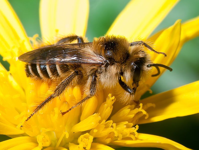 Help The Vanishing Bumble Bees By Planting These Flowers