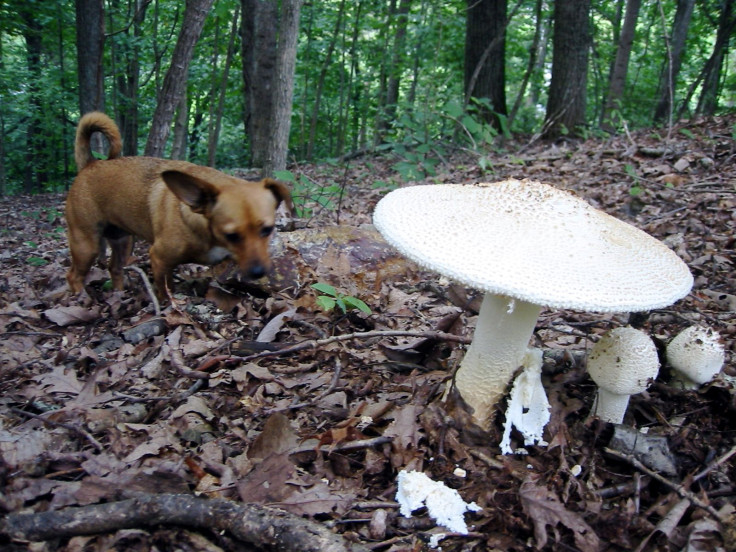 Fungus Attacking Dogs In Chicago