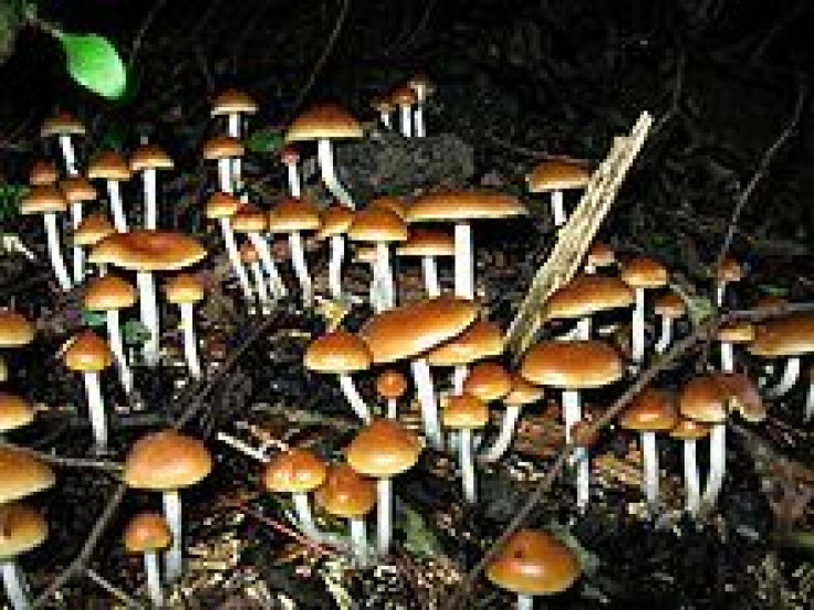 Psilocybin Mushrooms