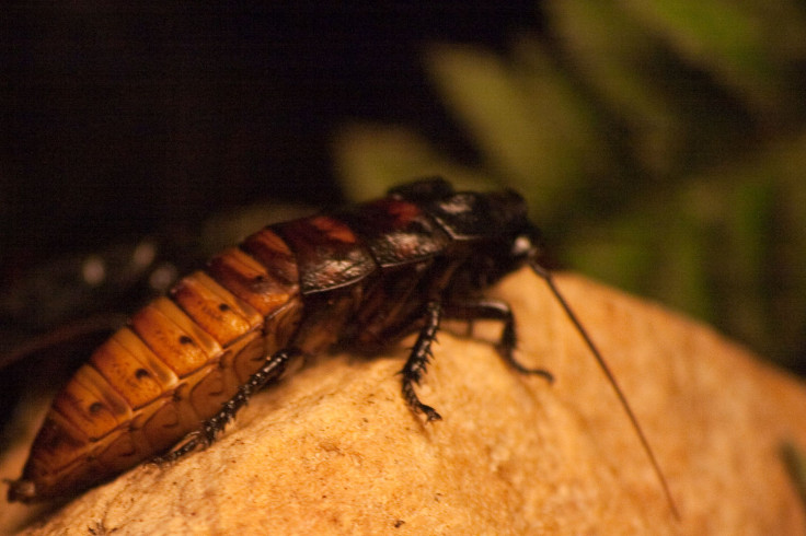 Remotely Controlled Cockroaches May Help Disaster Recovery