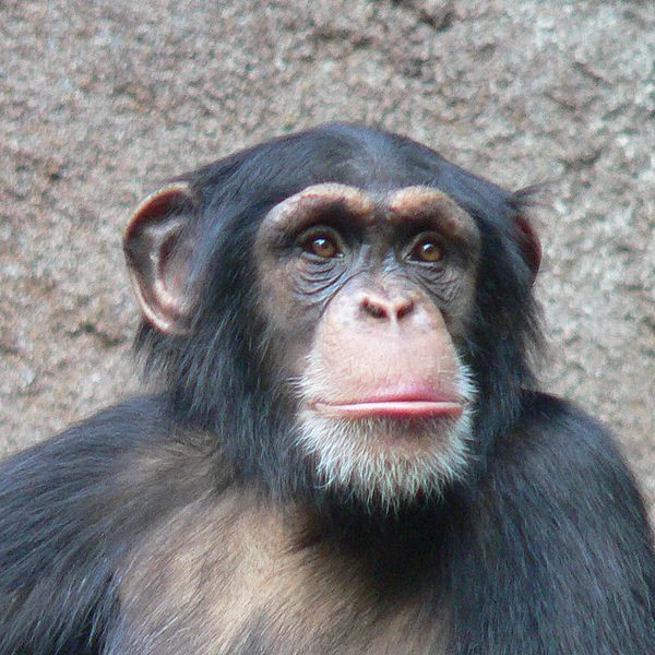 chimpanzee