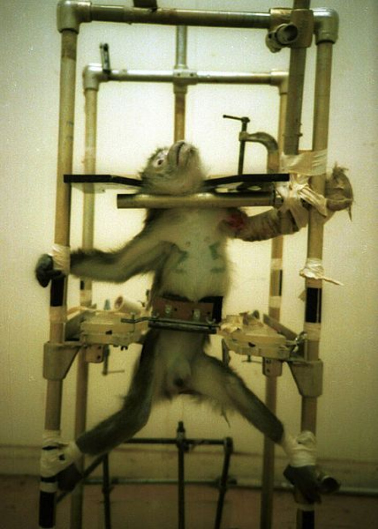 Animal Testing