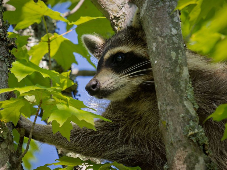 raccoon