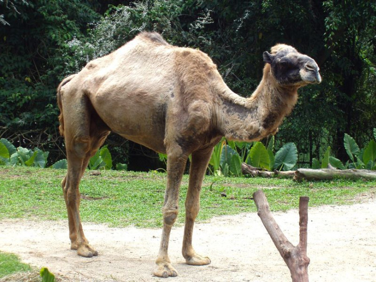 camel