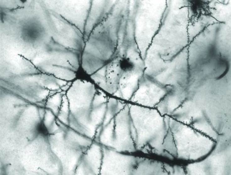 brain neurons