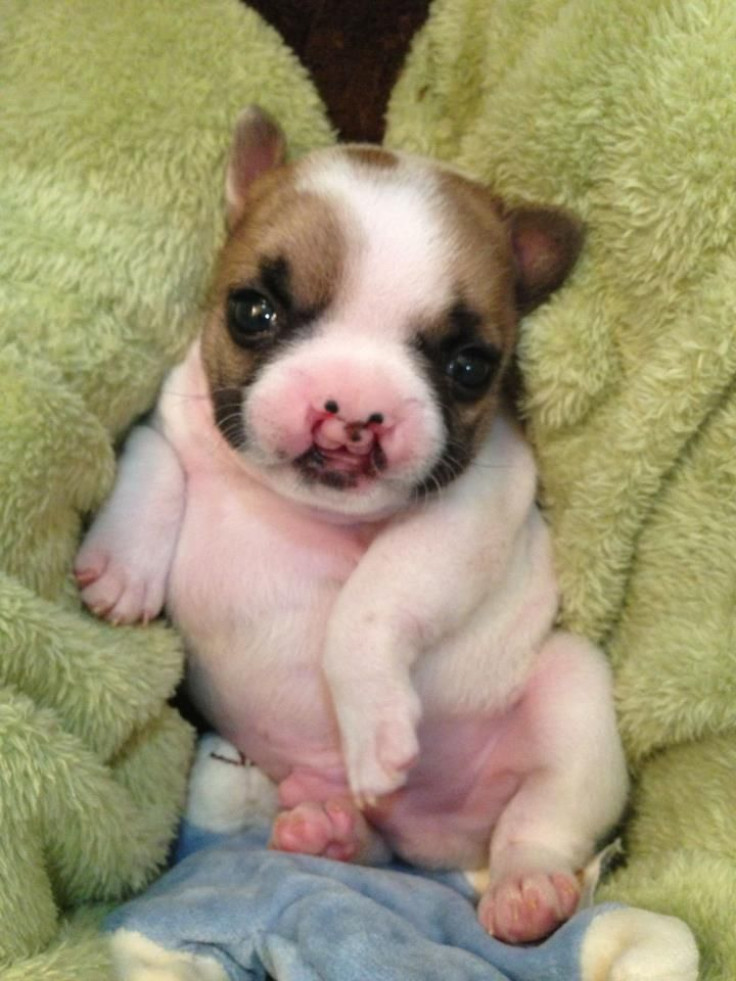 'Ambassadog' Lentil, Born With Cleft Palate and Lip, Helps Kids with Facial Differences Feel Normal  [Video]