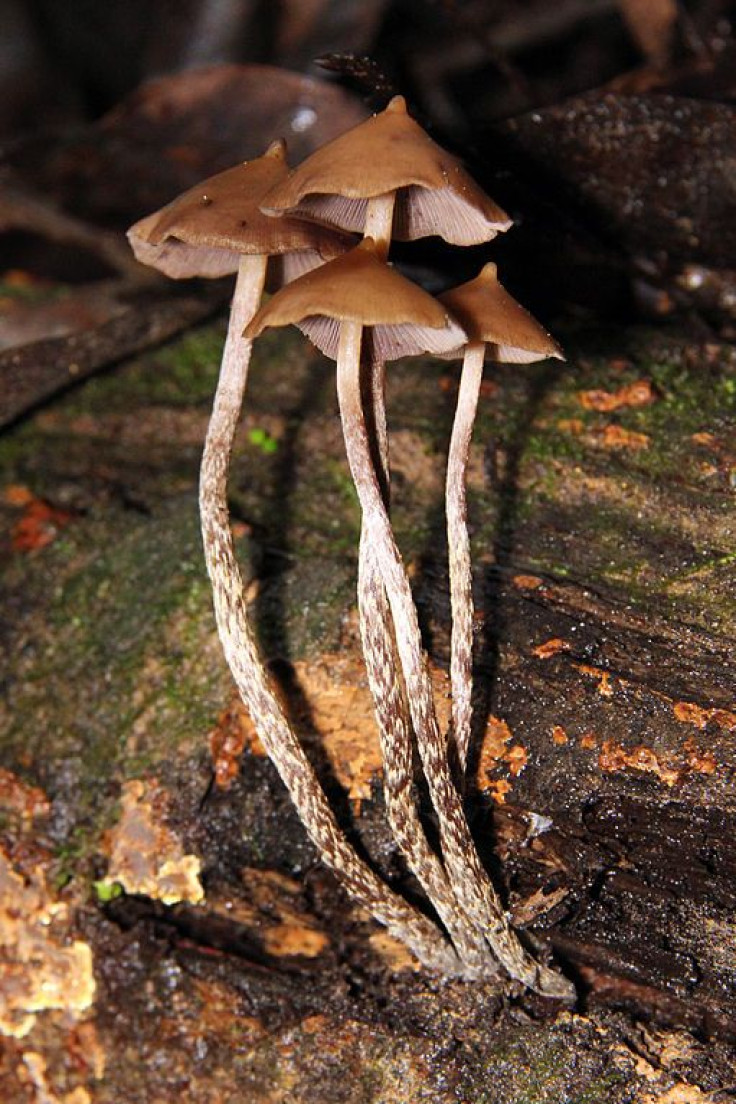 Chemical in Magic Mushrooms, Psilocybin, May Help People With PTSD Overcome Fear