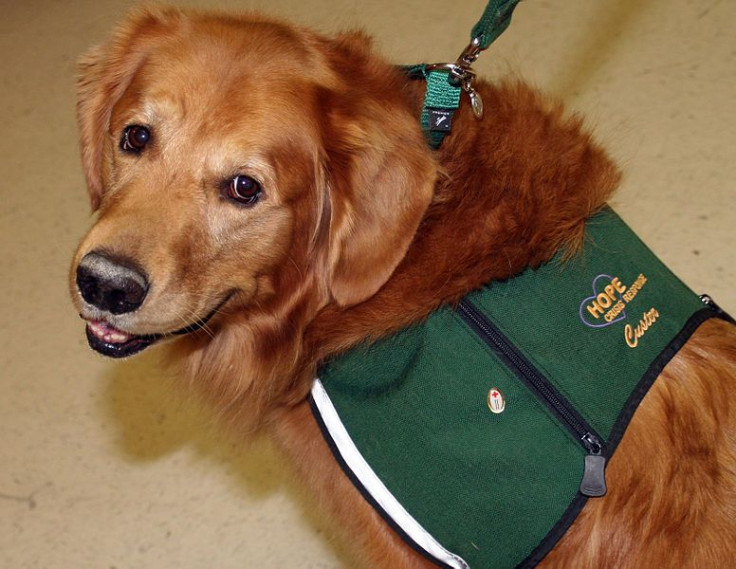 Arizona Wildfire Victims Visited By Comfort Dogs to Help Ease Pain