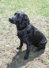 Dog rescued from a car's axle