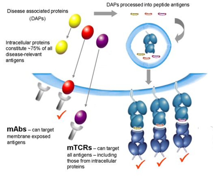 Immunocore