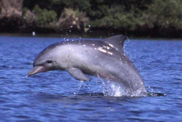 Dolphins, manatees and other marine life perish in Indian River Lagoon