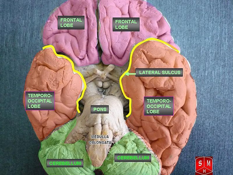 Simulated Daydreaming And Other Brain Science Breakthroughs [VIDEO]