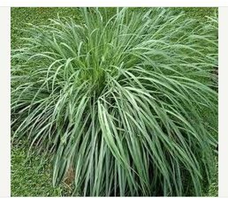 citronella grass