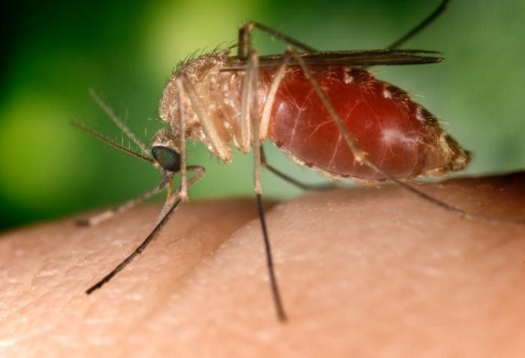 Mosquitoes Target Bigger People
