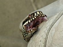 Snakebite