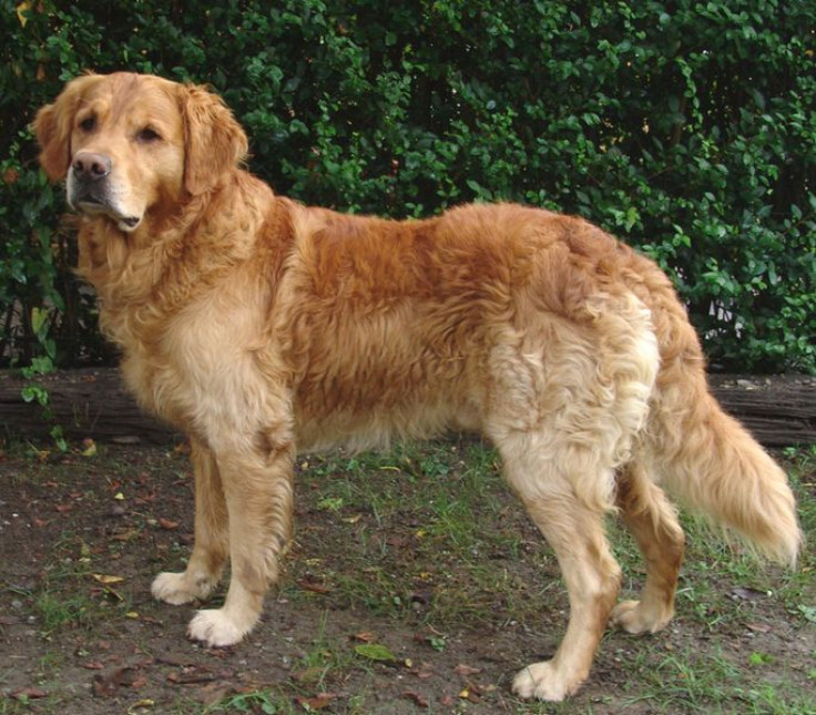 Golden retriever