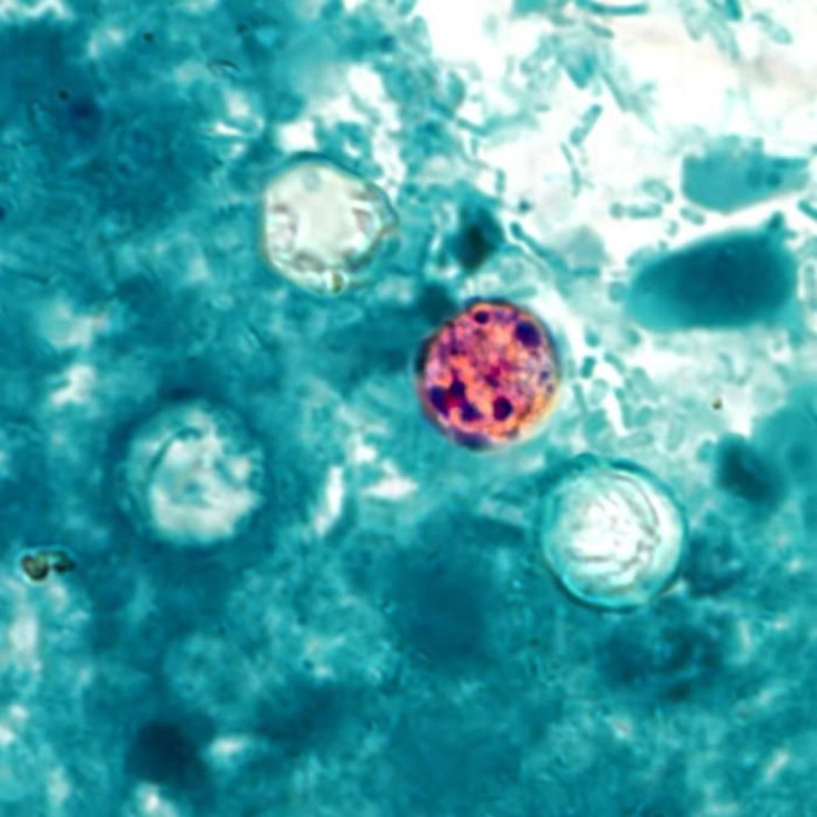 Cyclospora parasite