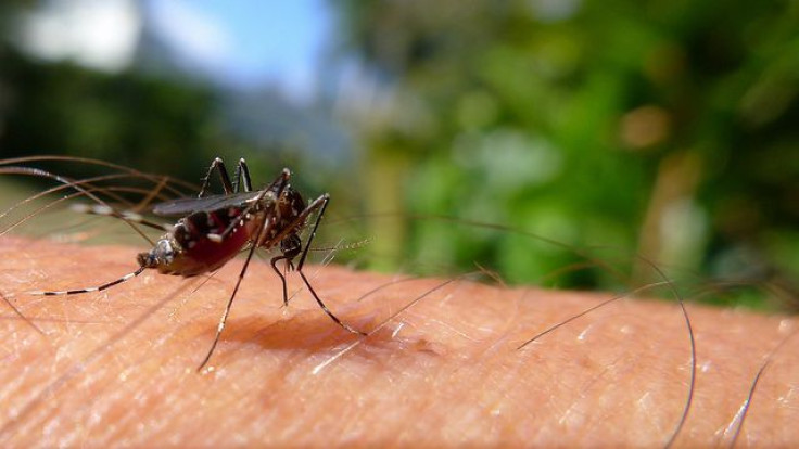 Mauritian mosquito