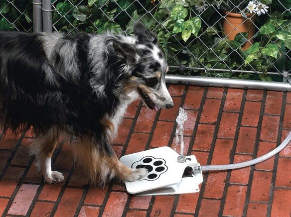 Dog Water Fountain