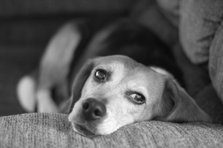 New Research Finds Dogs Use Colors To Distinguish Between Objects