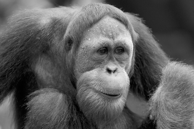 Researchers Find Chimpanzees And Orangutans Can Retrieve Distant Memories
