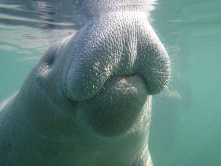 Snooty The Manatee Turns 65: Making Him The Oldest In Captivity