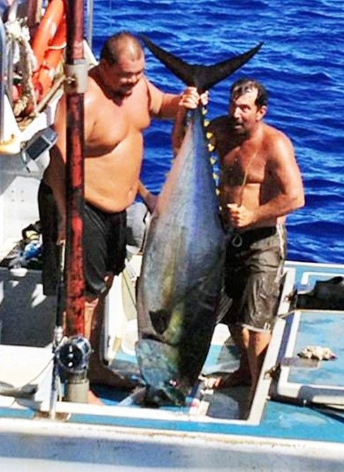 Ahi Tuna