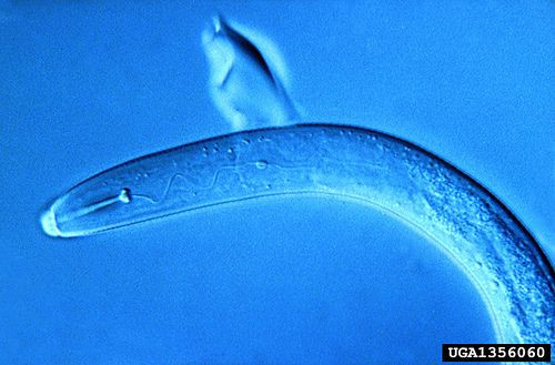 nematode