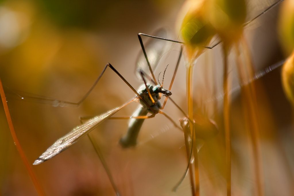 Why Are We Not Eating Insects? The Psychology Standing Between ...