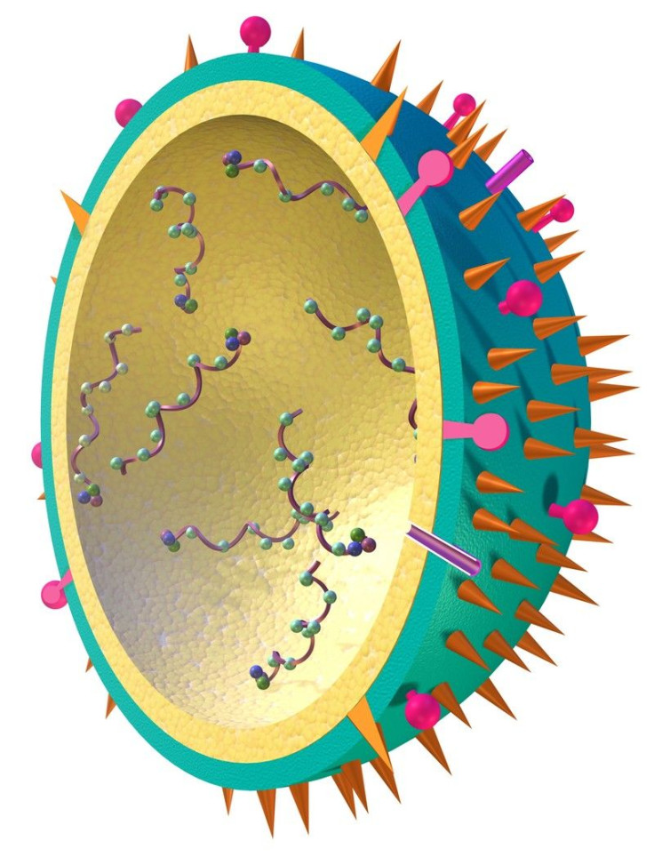 Herpes Virus