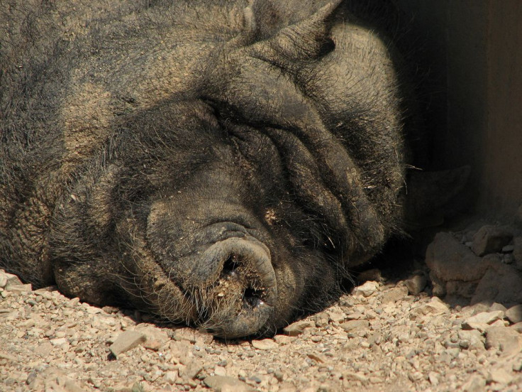 pig