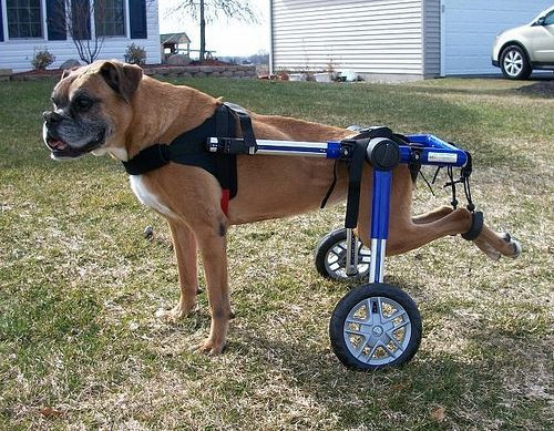 dog wheelchair