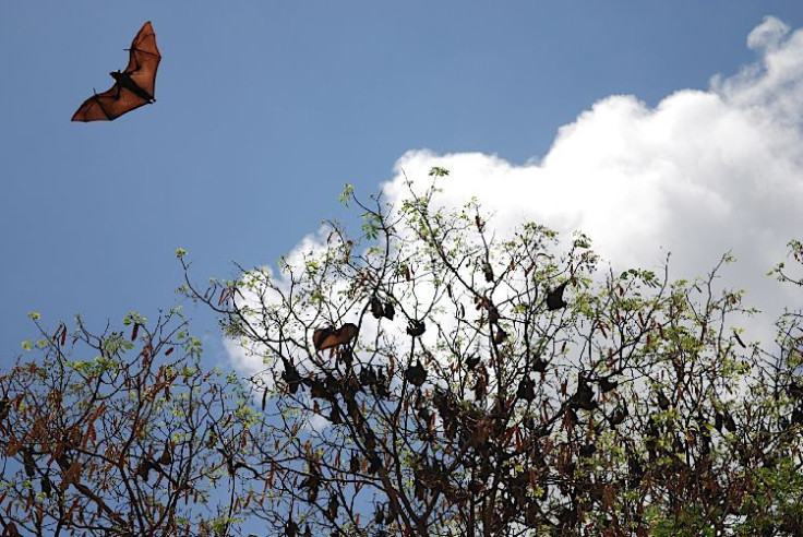 Bat