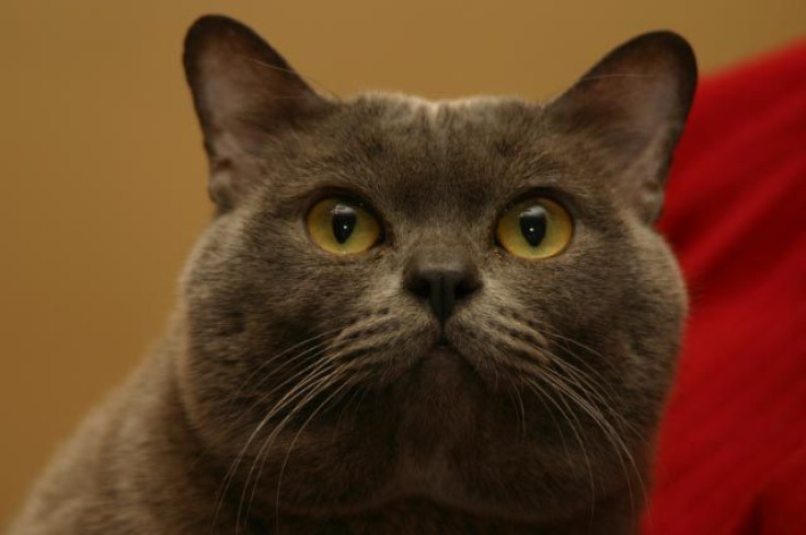 Discovery Of The Cause of Cat Allergies Brings With It Promise Of Cure
