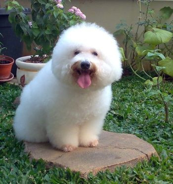 Dog Eats Paralyzed Man's Testicle