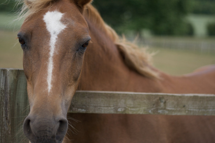 EEE Risk Level Raised To Critical in Belchertown, MA.; Health Officials Caution Safety For Horses And Humans Alike