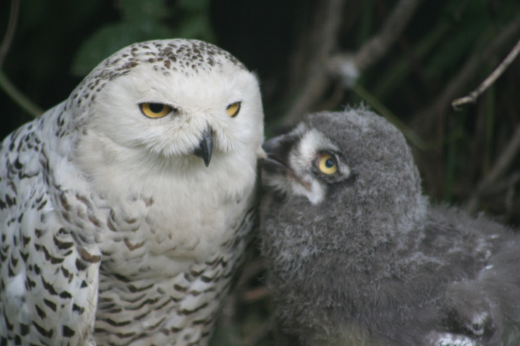 baby owls