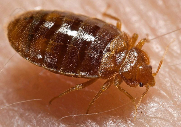 New York City's Health Department Infested By Bedbugs
