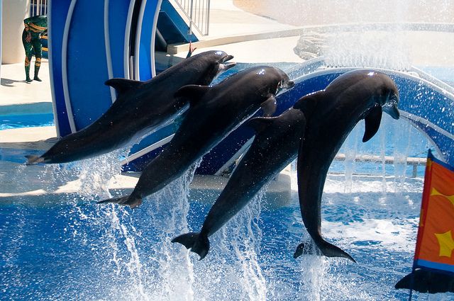 Dolphins keep lifelong social memories, longest in a non-human