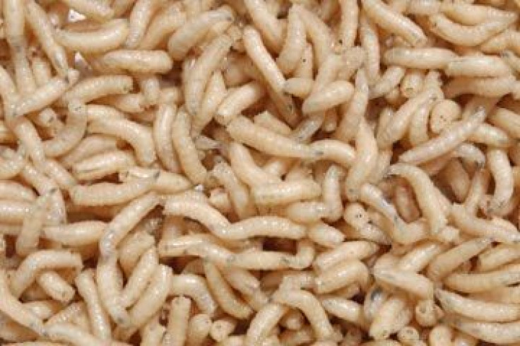 Maggots in Atlanta Airport Sandwich 