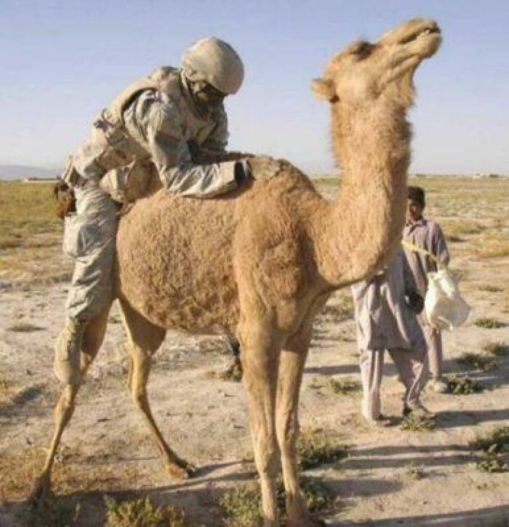 gi_camel_fun