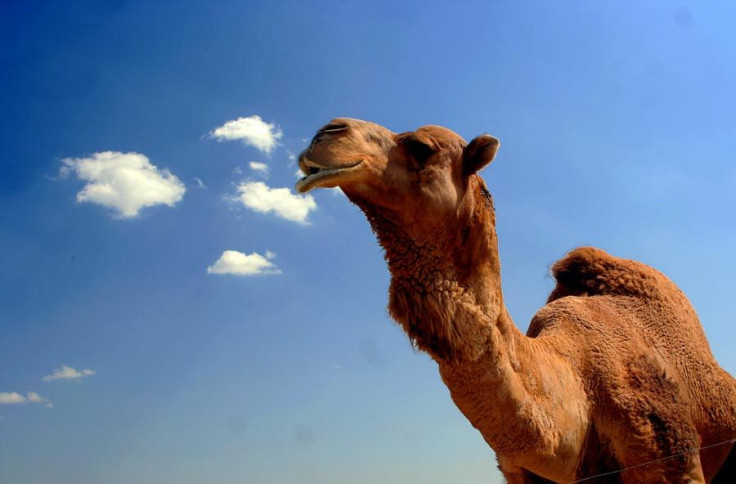 MERS Outbreak May Affect Camels, Experts Find Possible Source Of Deadly Virus