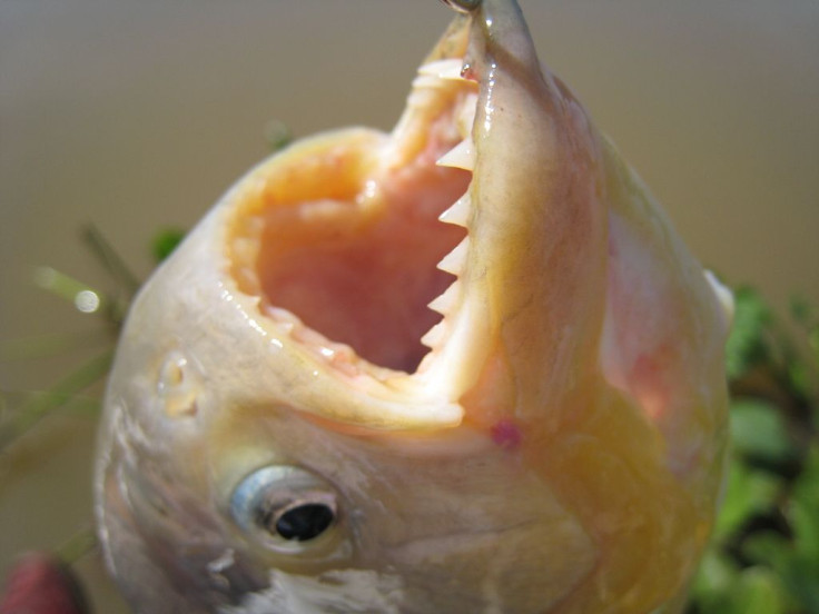 pacu