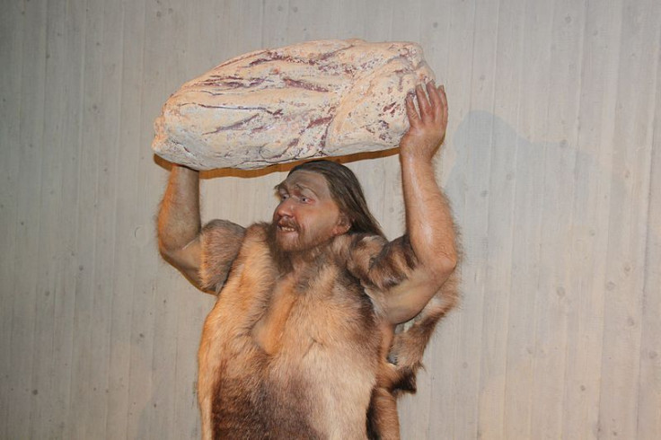800px-Homo_neanderthalensis_lifting_Rock_close_Reconstruction_-_Museum_Neandertal