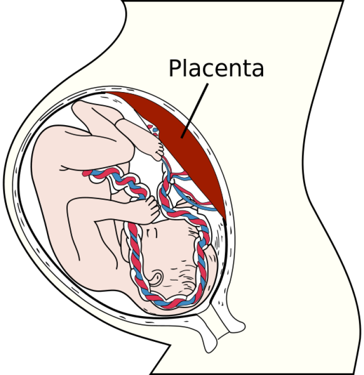 Clone of Clone of Placenta