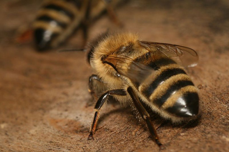 Clone of Bees buzzing around