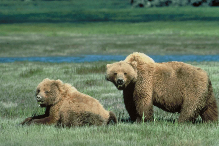 grizzly-bear