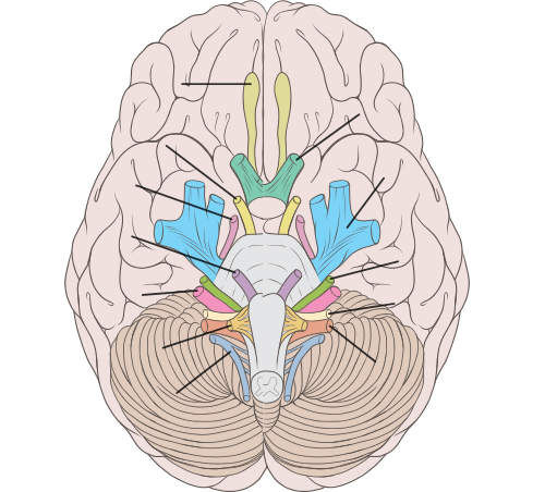 Clone of Brain
