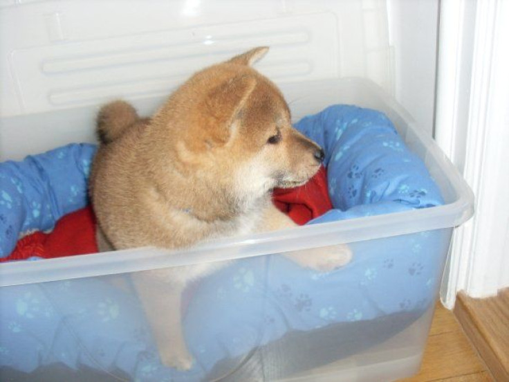 shiba puppy